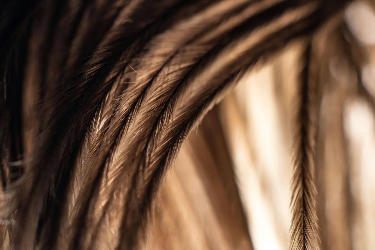 Before-and-after photo showing lowlight hair transformations on shoulder-length brown hair with added depth and dimension
